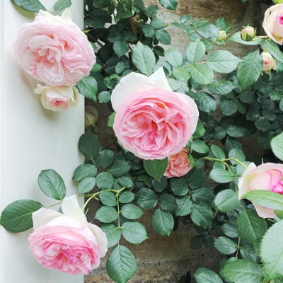 4 easy steps to figure out what to plant for your garden | beginner planting guide, beginner gardener guide, david austin rose eden, fragrant climbing rose