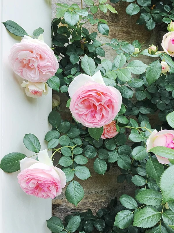 4 easy steps to figure out what to plant for your garden | beginner planting guide, beginner gardener guide, david austin rose eden, fragrant climbing rose