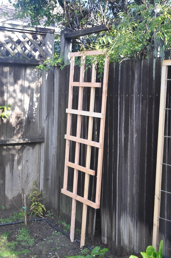 diy garden trellis for less than $5 | garden diy lattice project