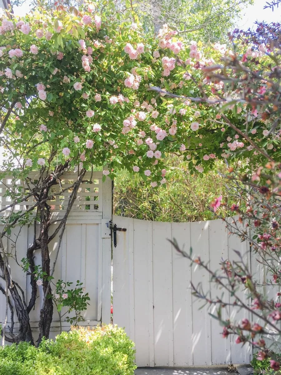 dream garden in north california with climbing roses and white gate, dreamy cottage garden