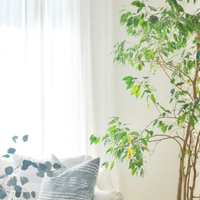 indoor ficus tree plants | easy care low light indoor trees plants