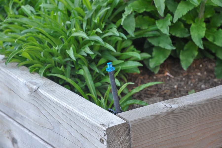 drip irrigation raised bed