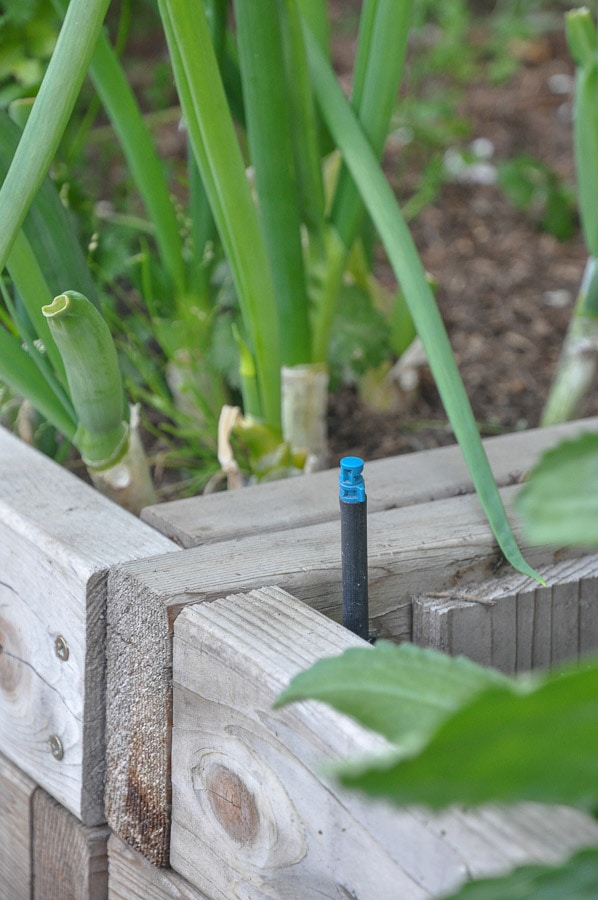 micro spray drip irrigation for raised beds - DIY garden irrigation photo