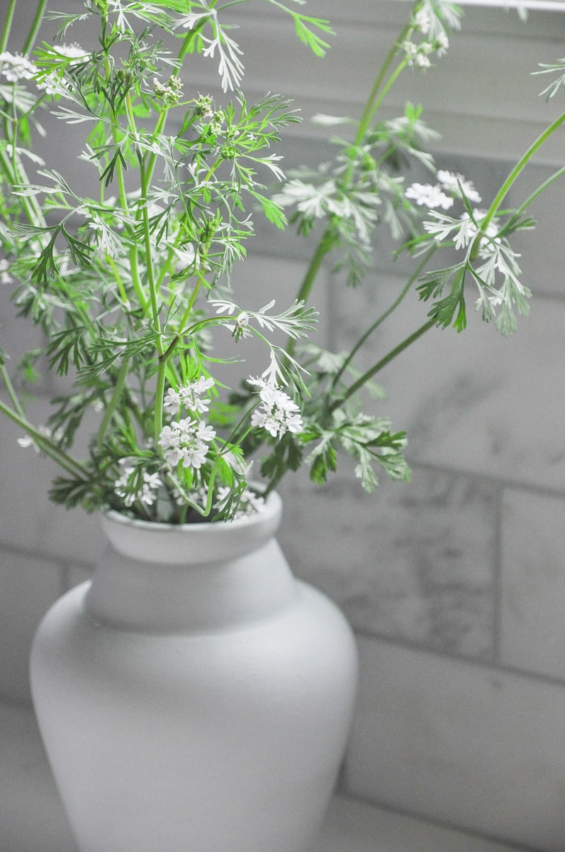 cilantro flowers in gray vase, cut flower garden