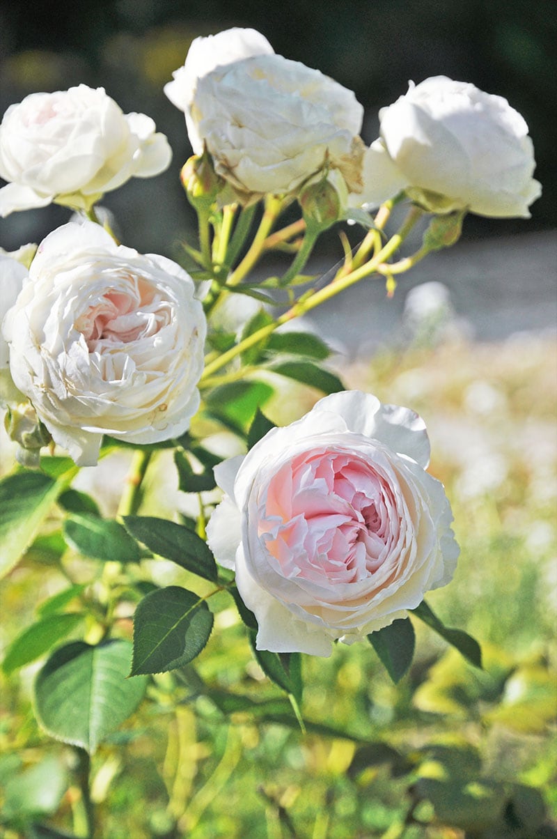 rose earth angel plant, david austin rose, pastel romantic bridal bouquet roses