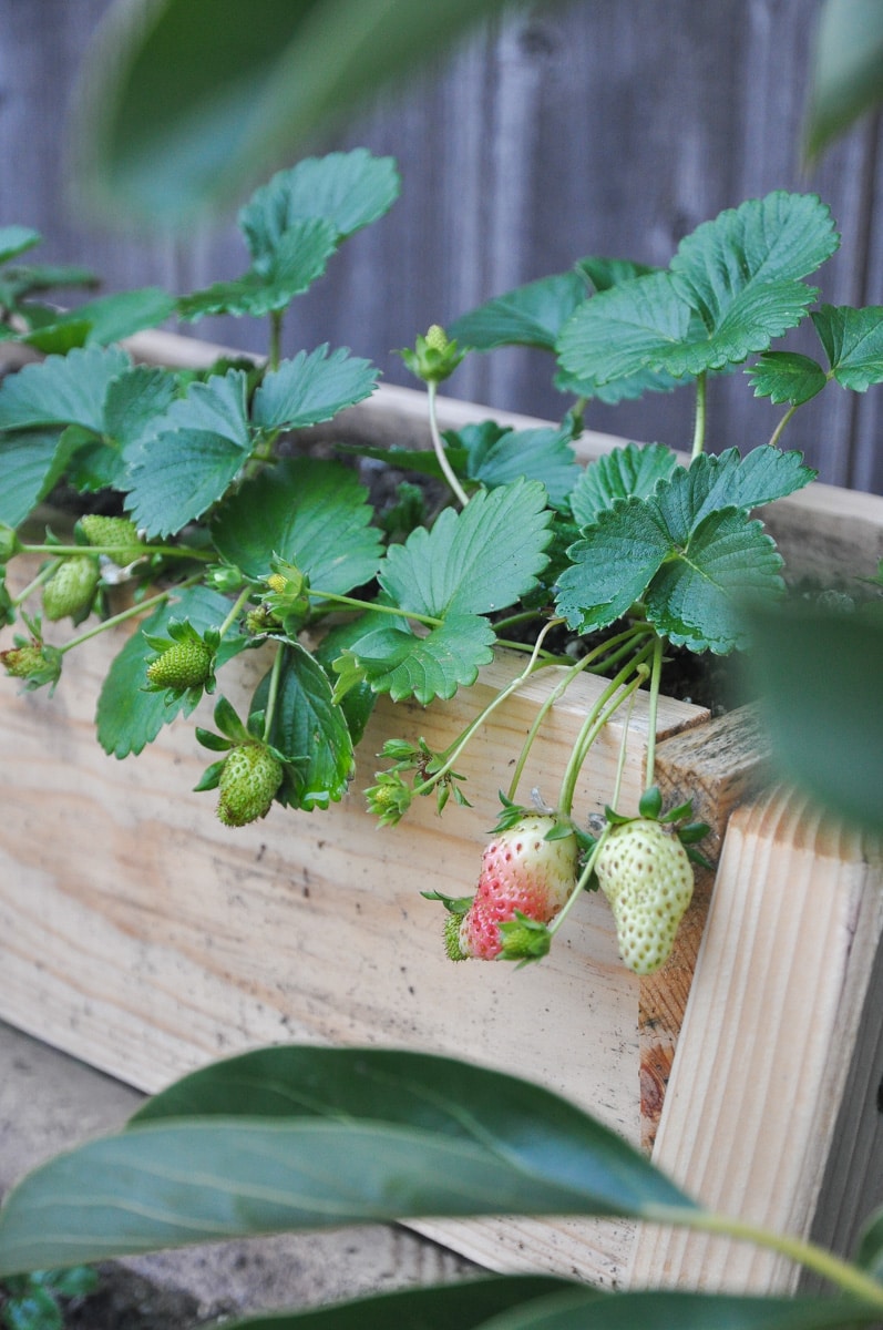 strawberry plant, summer garden tour, warm zone gardening, spring backyard garden