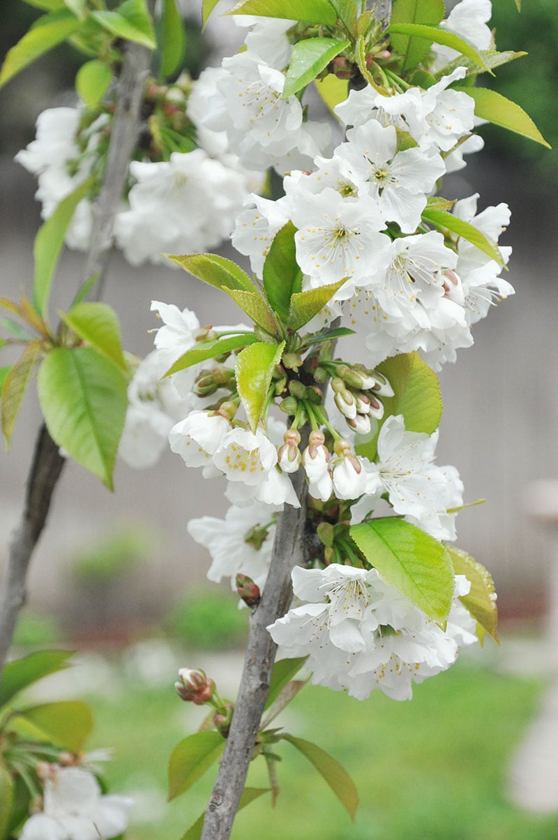 lapins cherry blossom