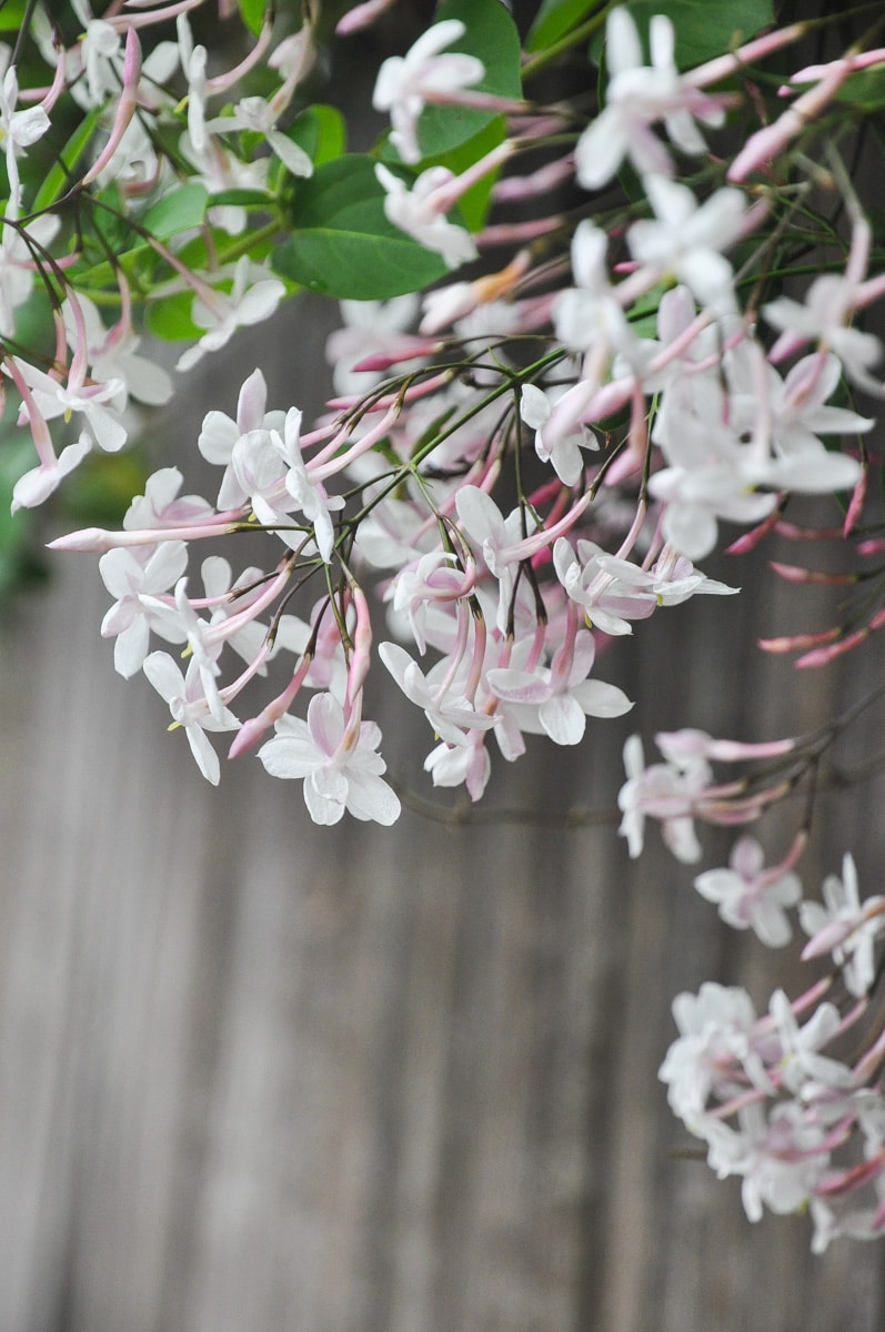 climbing jasmine flower plant, summer garden tour, warm zone gardening, backyard