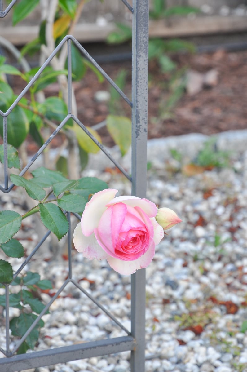 rose eden, david austin rose plant, summer backyard garden