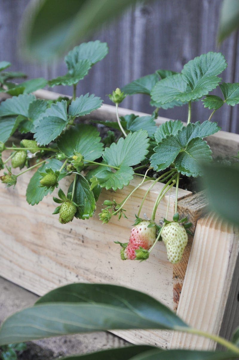 Growing Strawberries in Your Home Garden