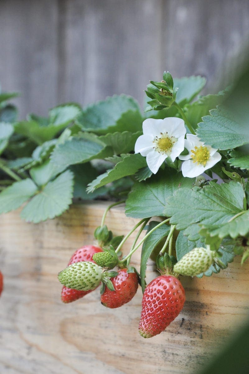 tiered strawberry planter easy DIY project