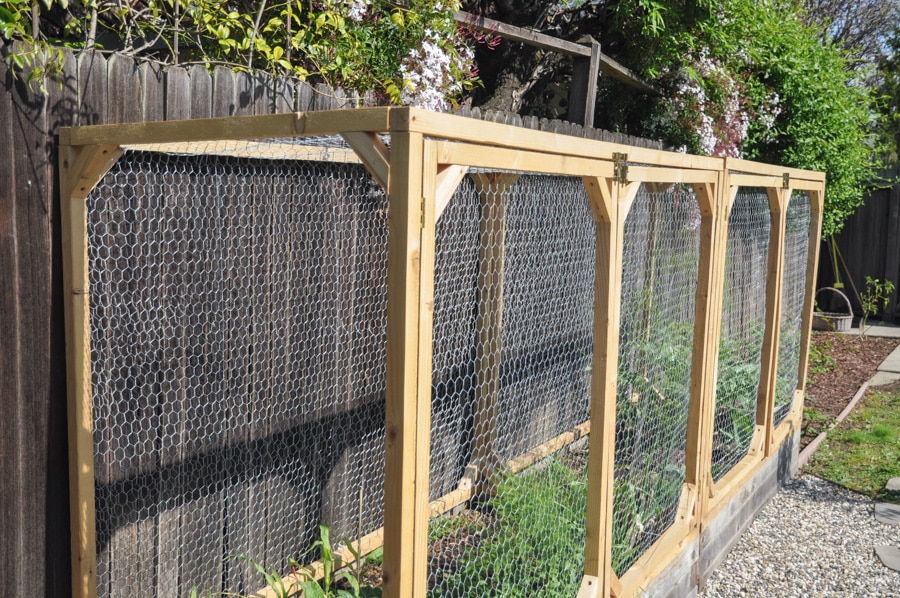 Chicken-wire fence panels for garden bed