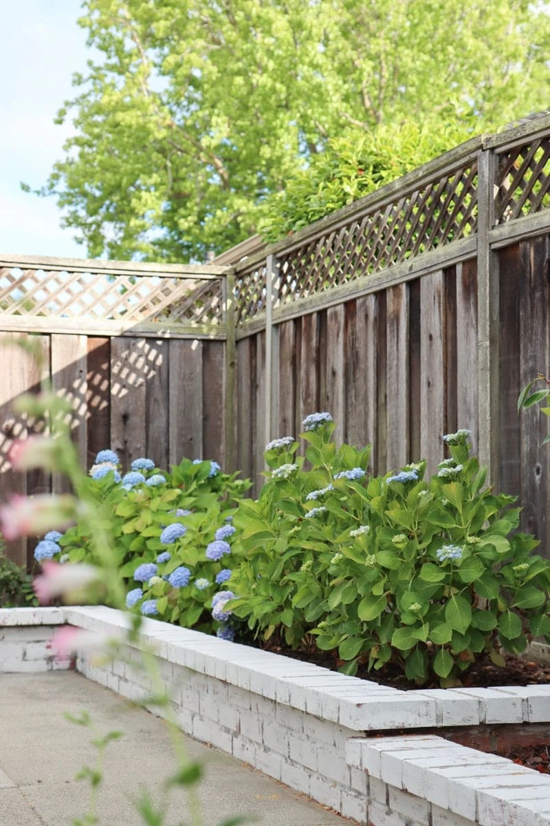 hydrangea flower bed with nikko blue and endless summer hydrangeas