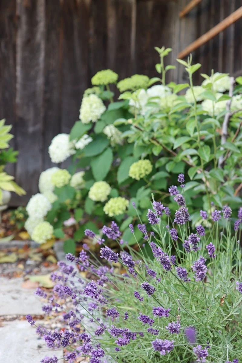 annabelle hydrangea and lavender plant in garden bed