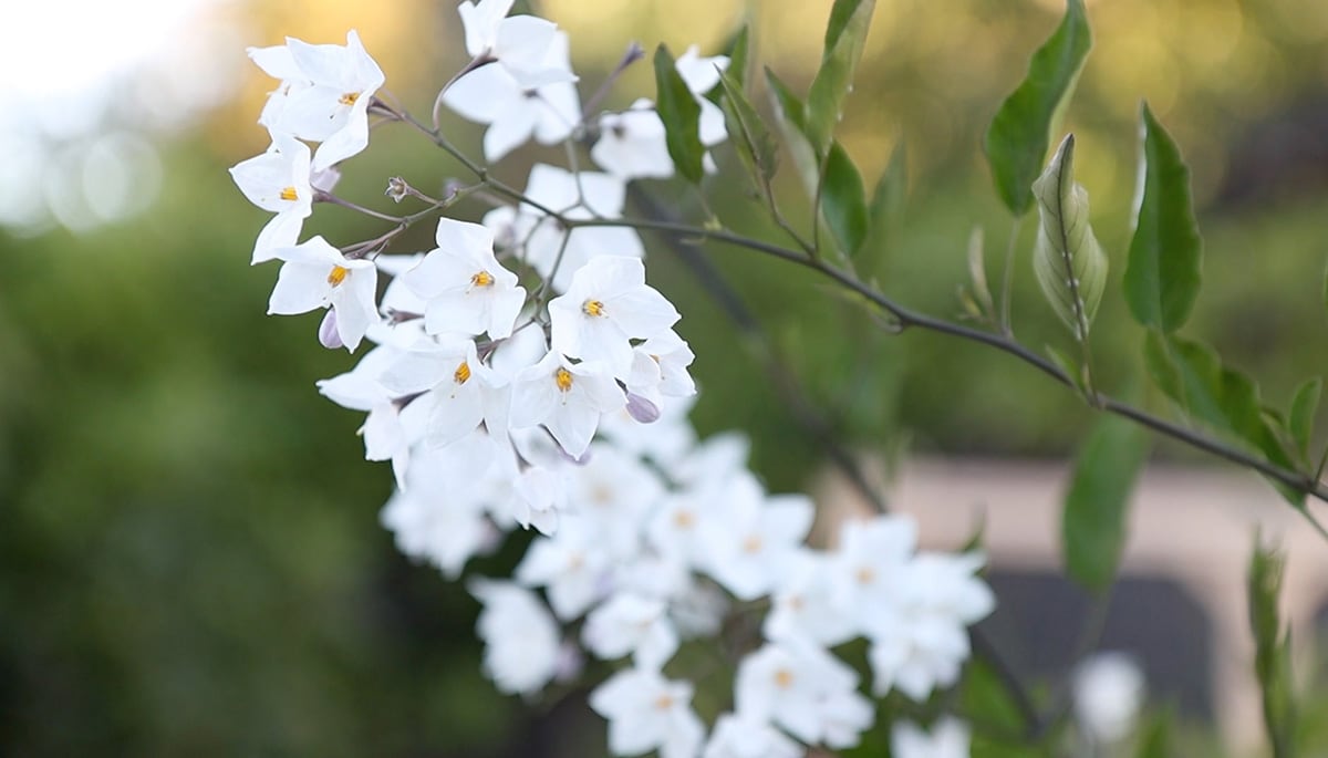 california perennial flowers bloom all year, potato vine white flower