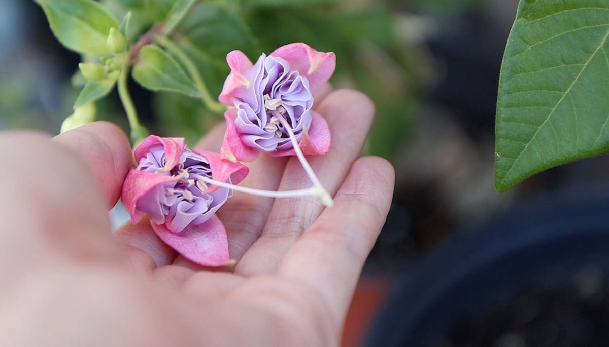 fuchsia flower - holly's beauty plant