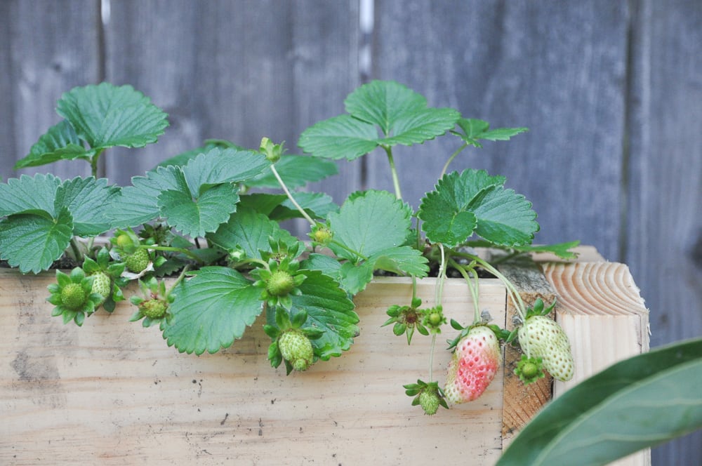 vertical strawberry planter box DIY project