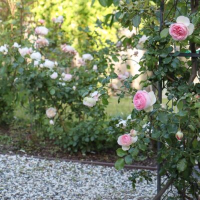 5 Best Cottage Garden Roses to Grow in Your Yard