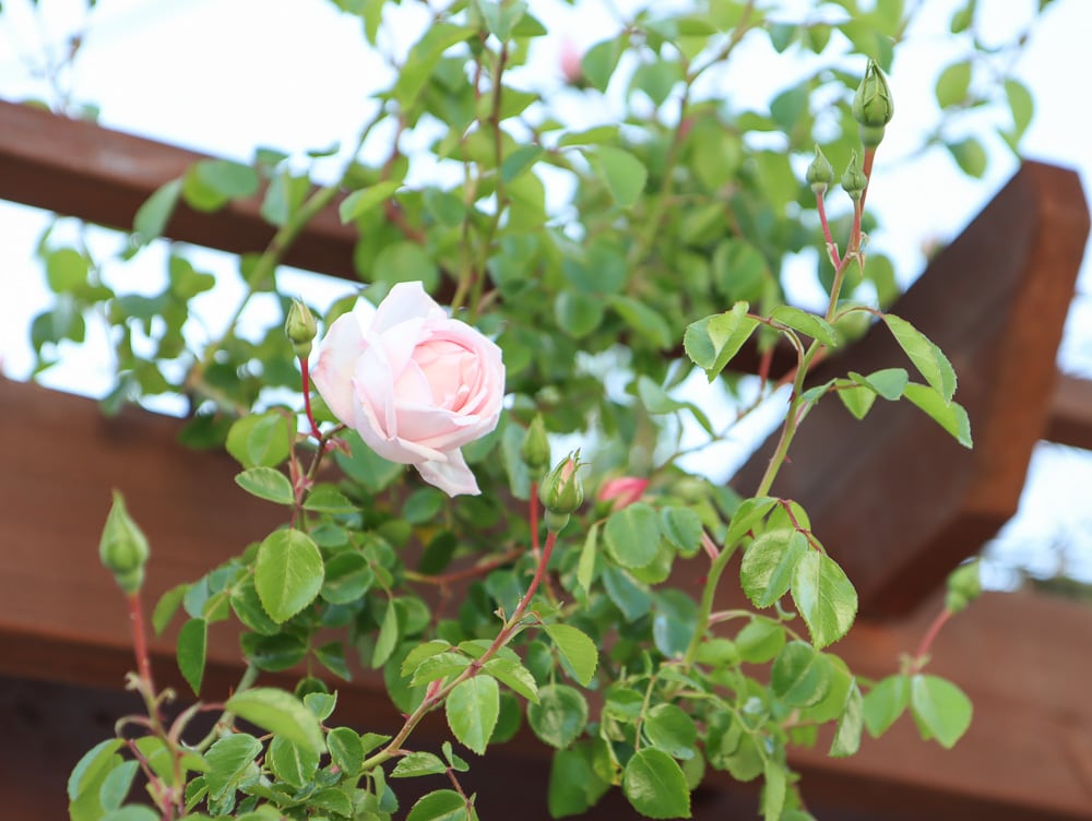 new dawn rose climber on pergola
