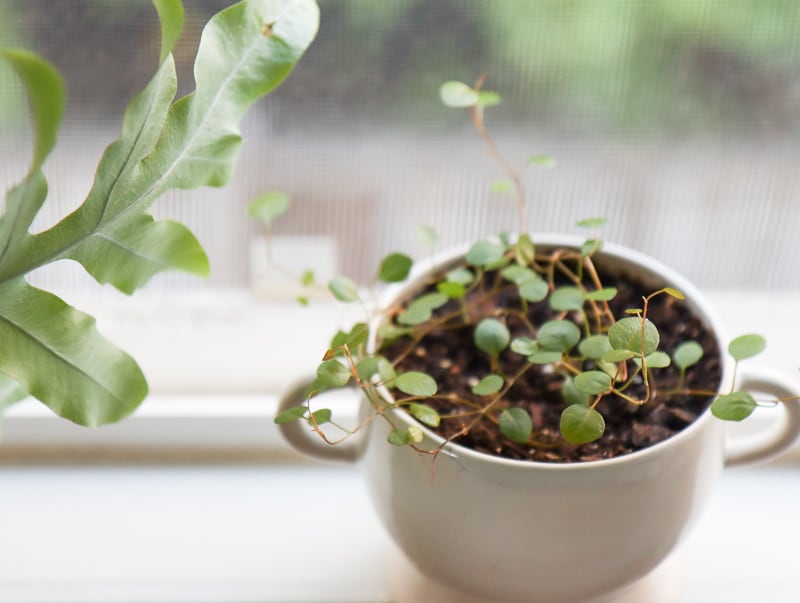 angel vine propagation in water step by step