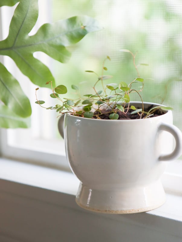 angel vine propagation =