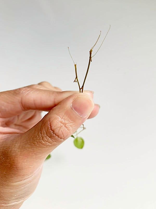 angel vine propagation in water