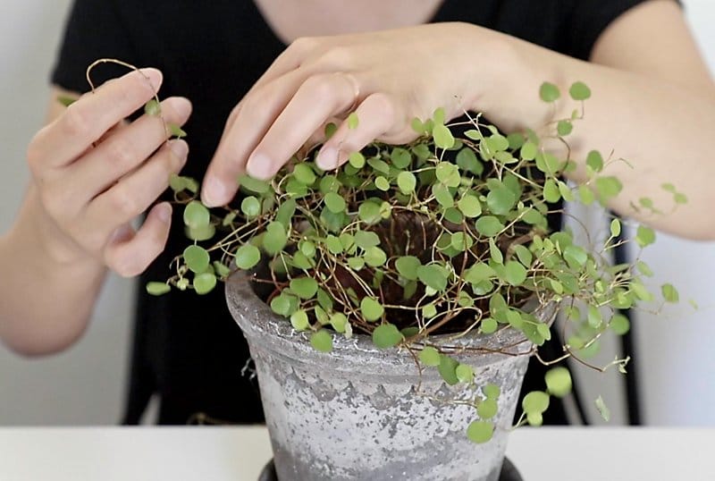 maidenhair vine propagation with cuttings