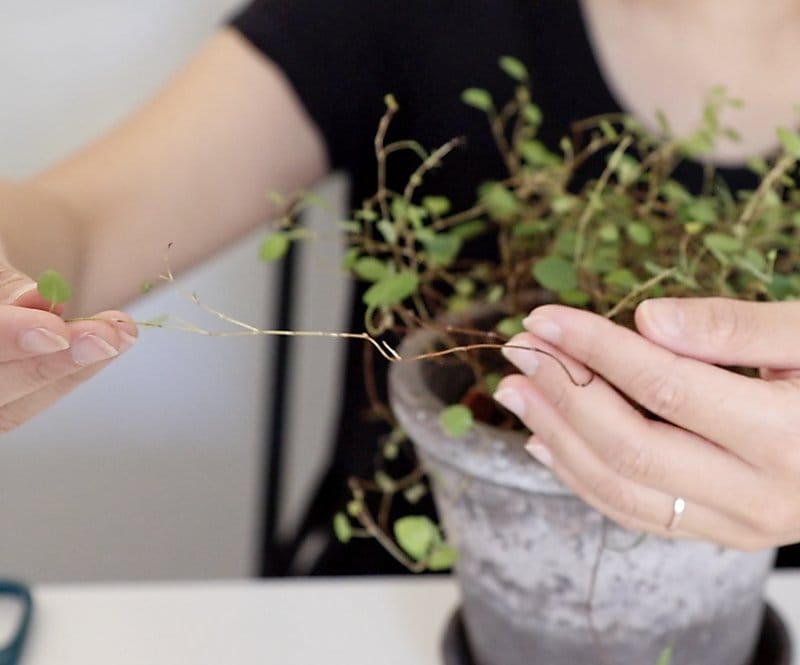 Big Leaf - Creeping Wire Vine - Muehlenbeckia complexa