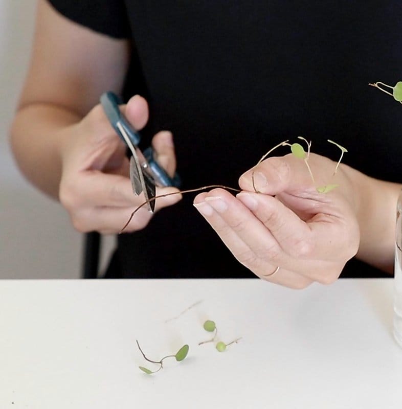 how to propagate angel hair vine