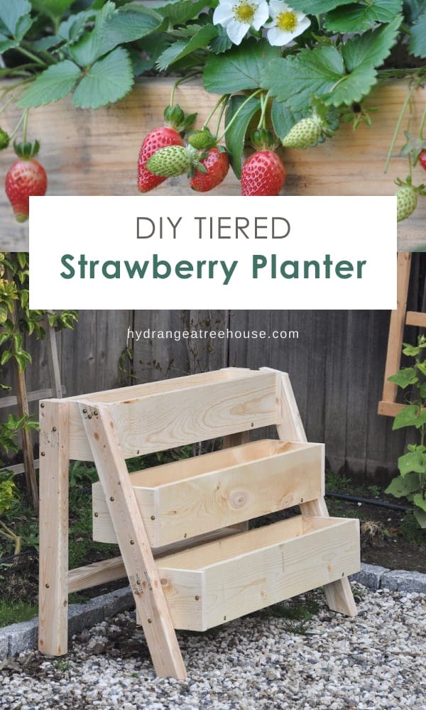 strawberry garden ideas