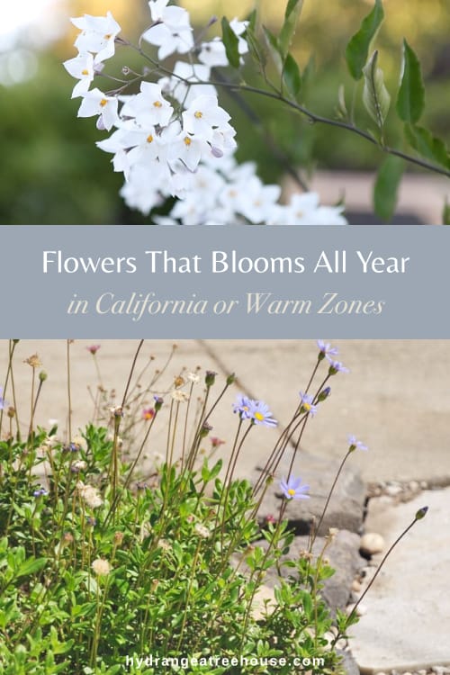 flowers that blooms all year in california or warm zones, perennial evergreen bloomer