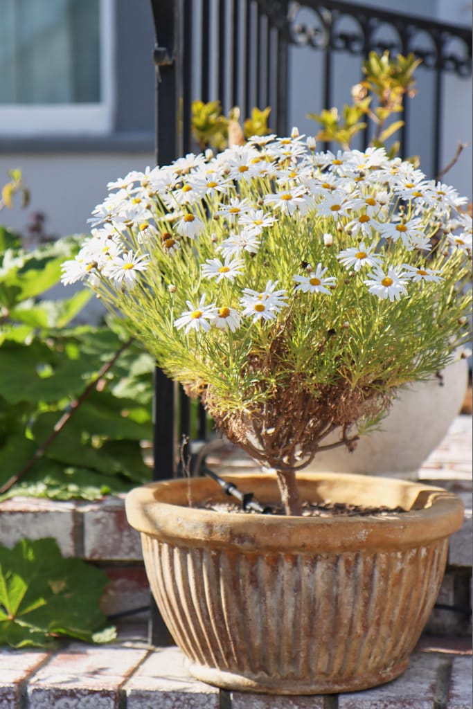 marguerite daisy, ever bloom flower in california