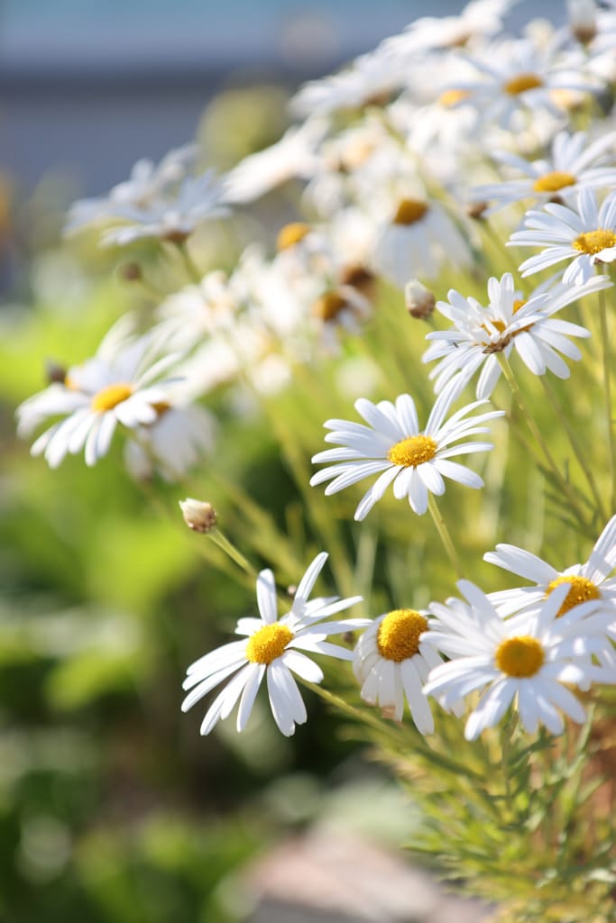 Marguerite Daisy - a flower that blooms all year in California