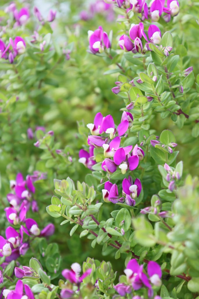 sweet pea butterfly - flower that blooms all year