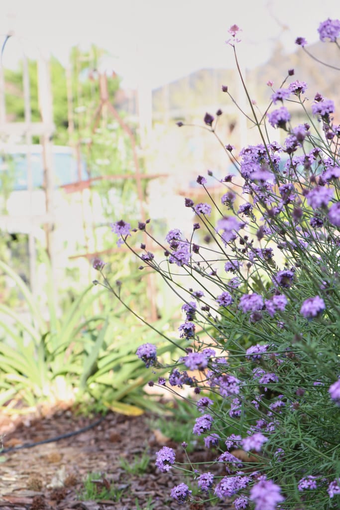 Verbena de la Mina - perennial flower that blooms all year round