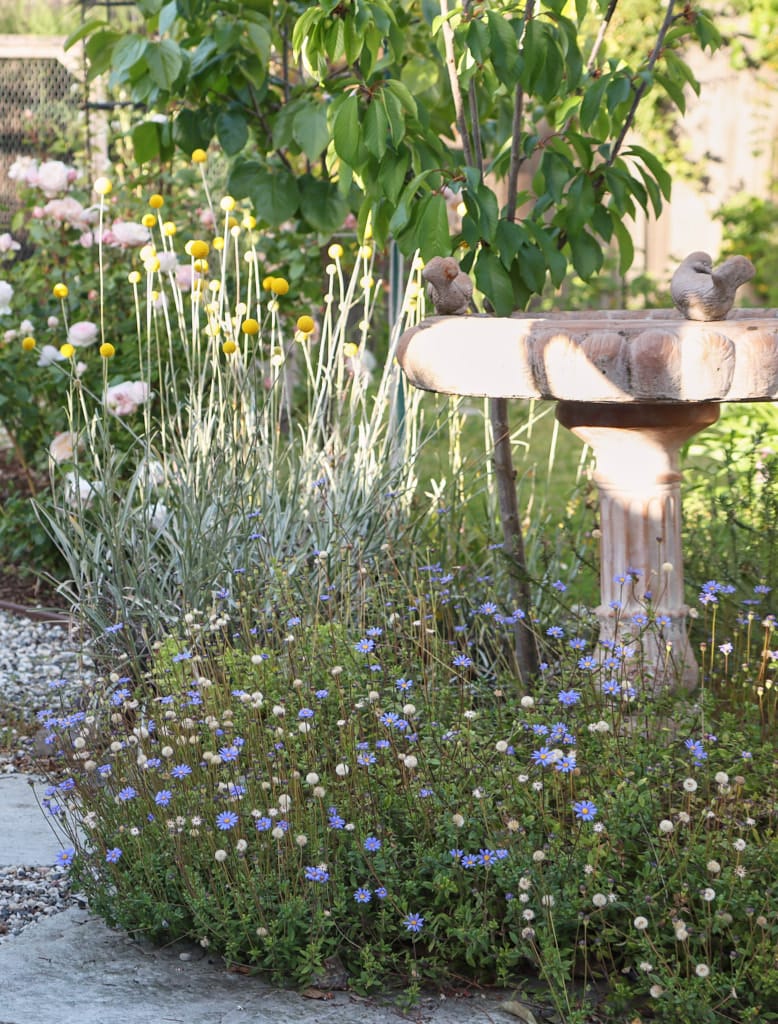 A beautiful garden with perennial flowers that bloom all year round in california.