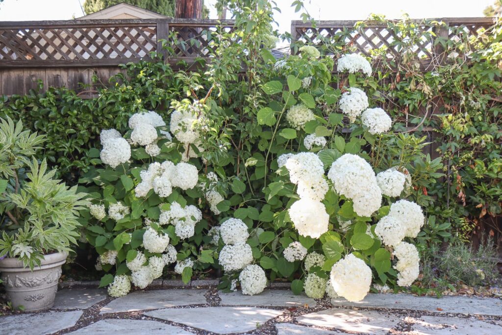 Incrediball Hydrangea vs. Annabelle SidebySide Comparison From My