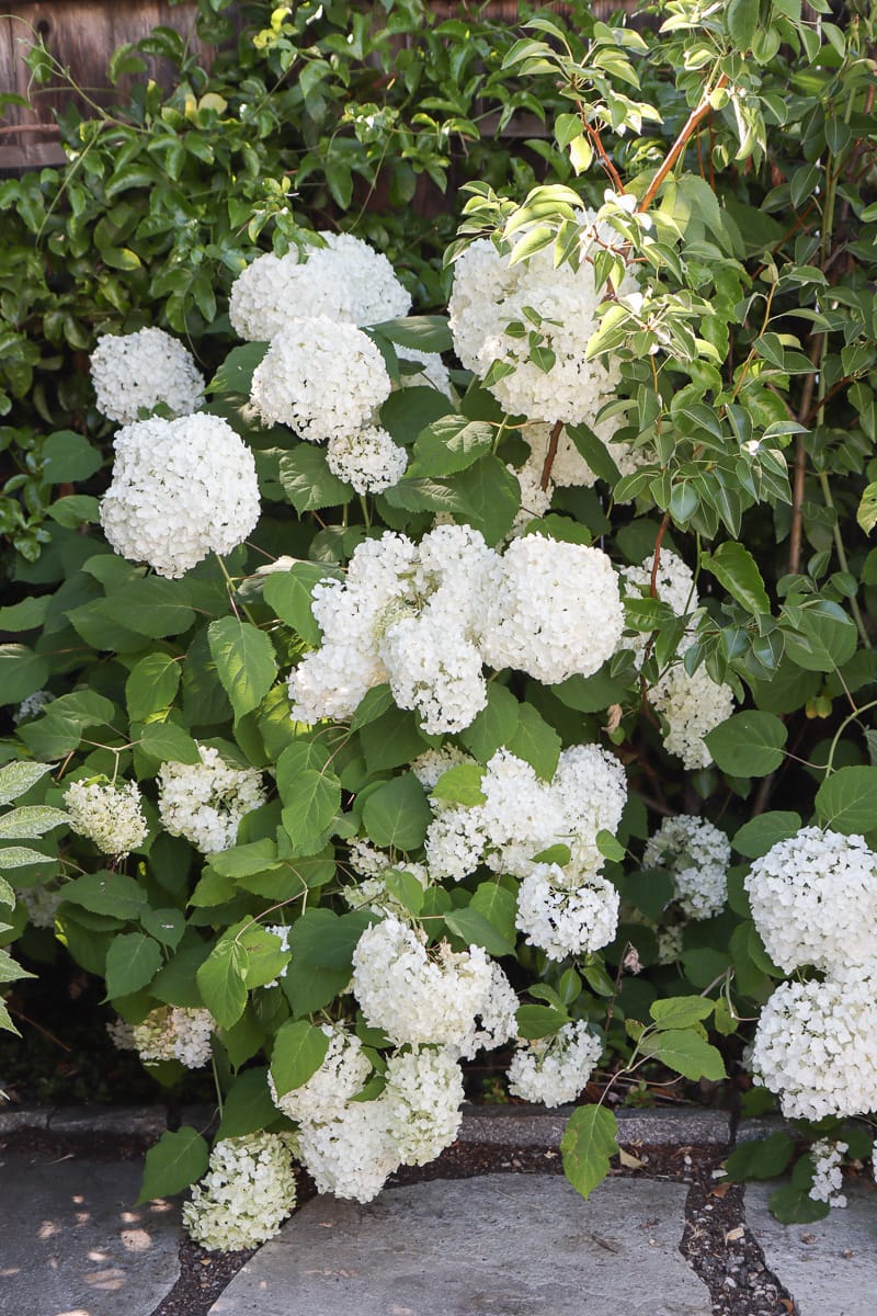  what's the difference between Incrediball hydrangea and Annabelle hydrangea