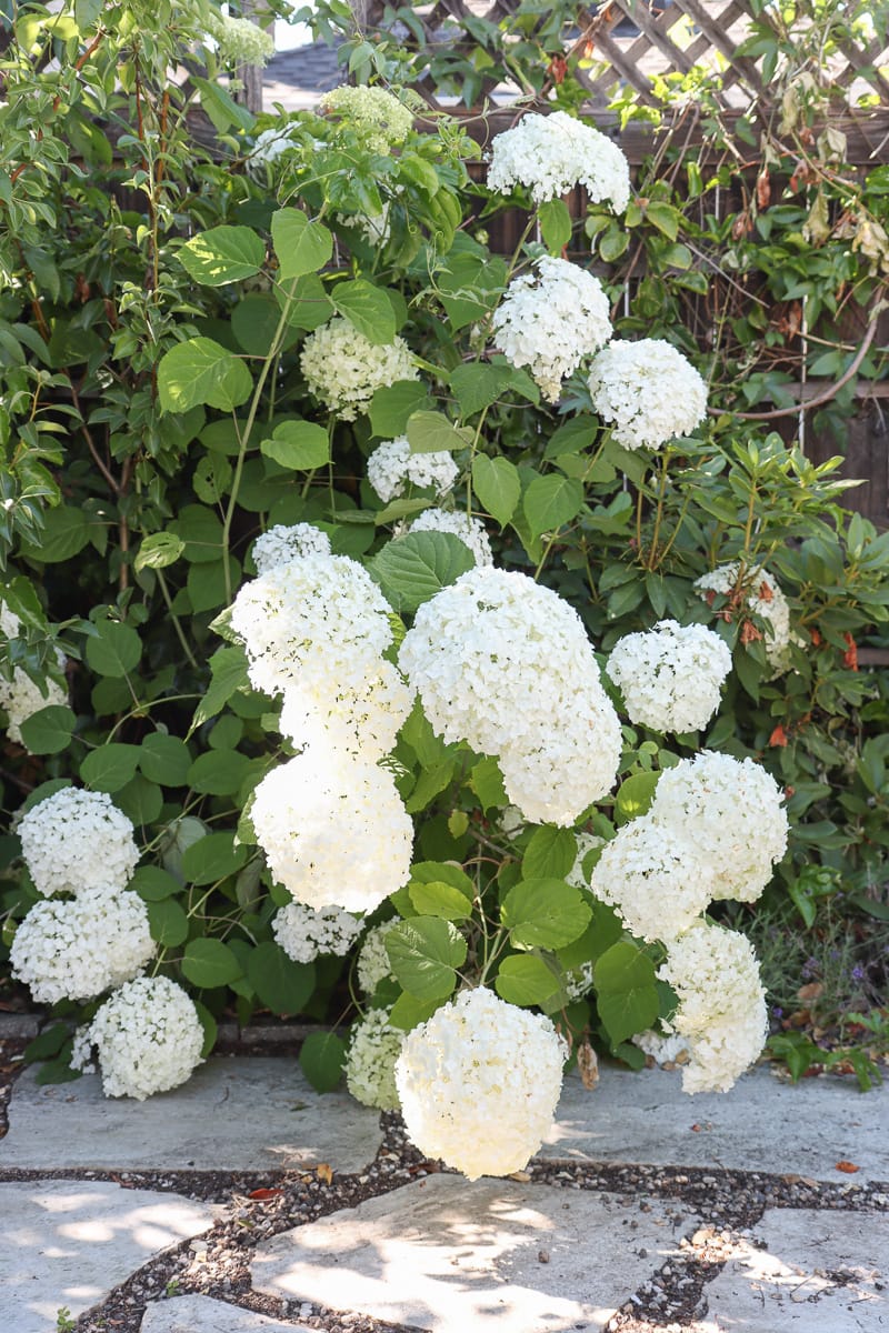 Incrediball hydrangea vs. Annabelle hydrangea what's the difference