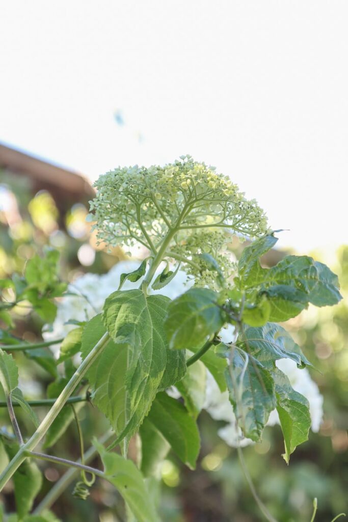 Incrediball hydrangea compared with. Annabelle hydrangea 