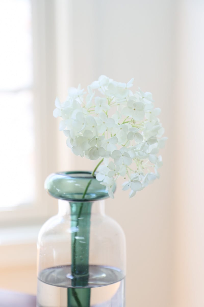 annabelle hydrangea in vase