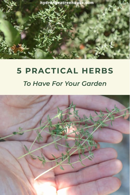 practical herbs to grow in your herb garden, cooking and natural living