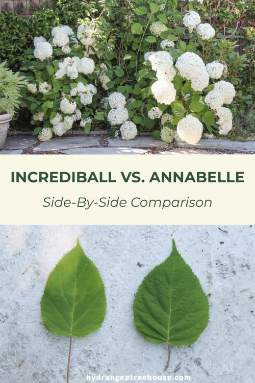 Incredible, hydrangeas, versus Annabelle hydrangea, side-by-side comparison. difference revealed. which one is better?