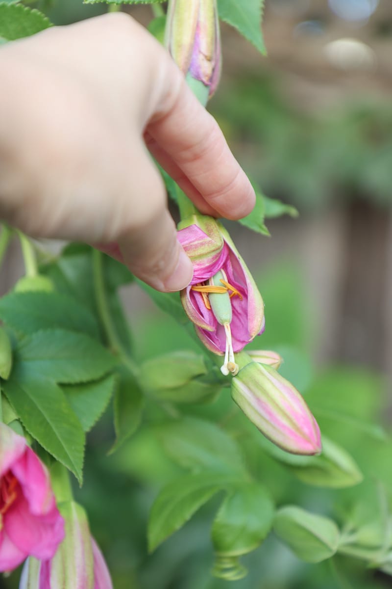 Passiflora Mollissima plant care