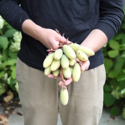 How to grow the prolific banana passionfruit in your garden 