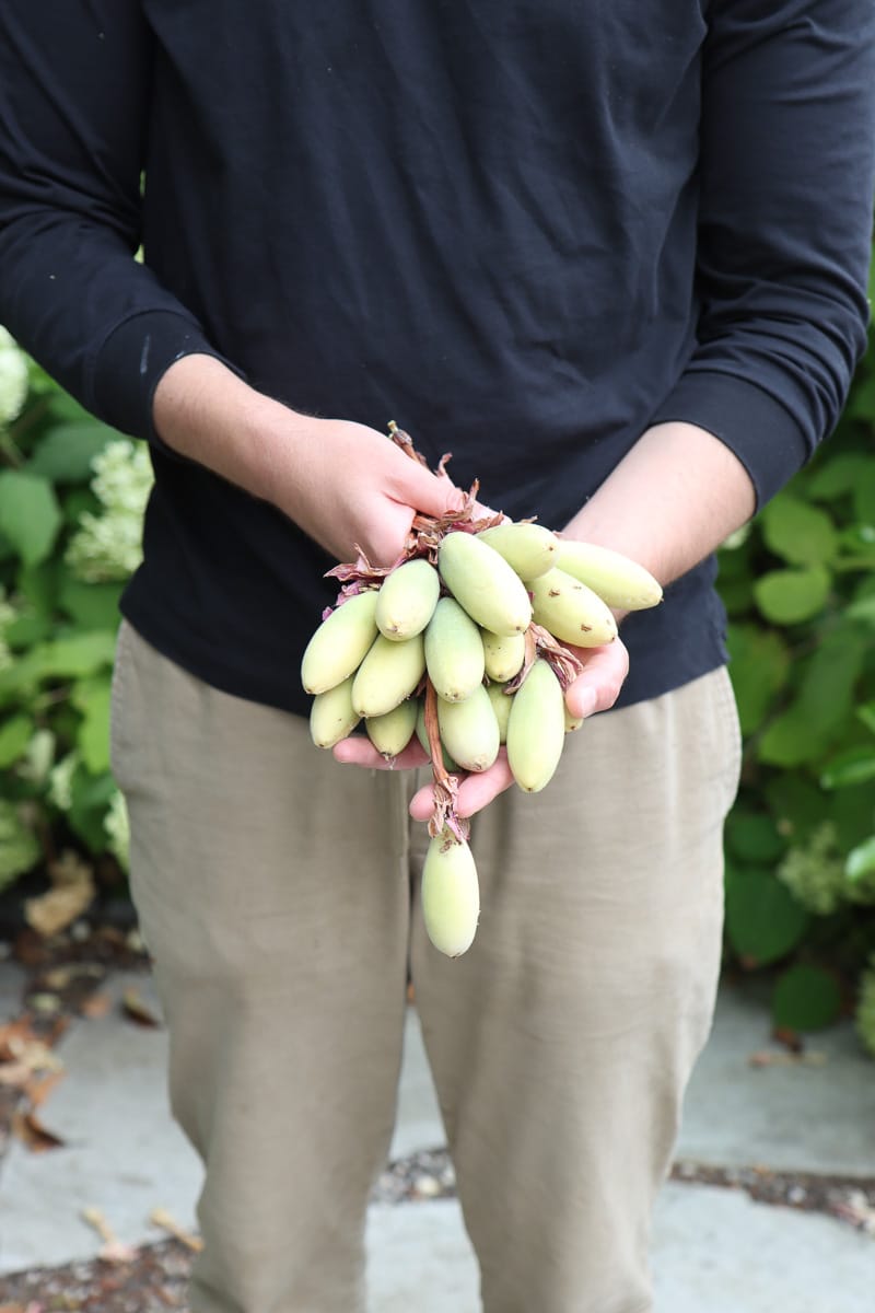 harvesting banana passion fruit Passiflora Mollissima