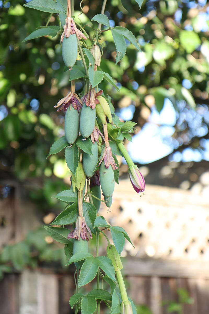 Passiflora Mollissima growing guide