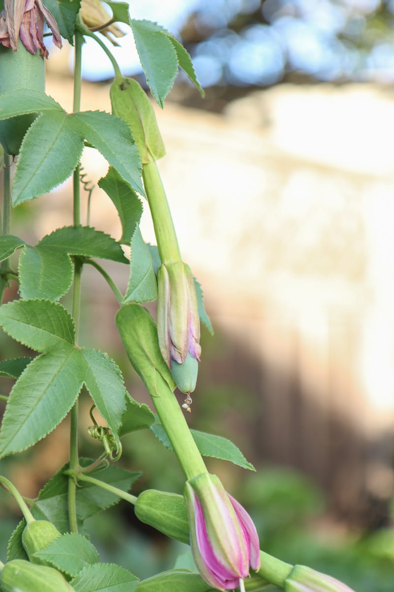 propagate banana passionfruit